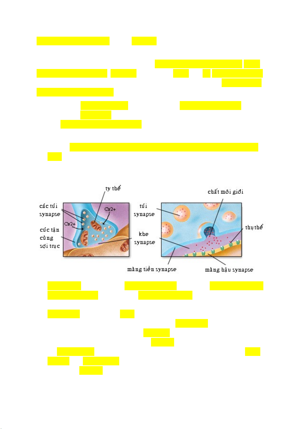 GIẢI PHẨU SINH LÝ THẦN KINH CẤP CAO | DOCX