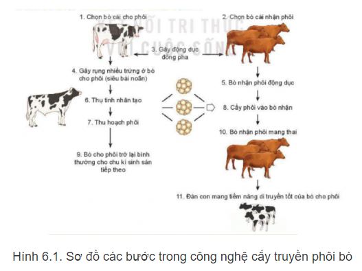 Công nghệ 11 Kết nối tri thức bài 6