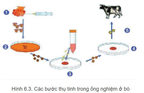 Công nghệ 11 Kết nối tri thức bài 6