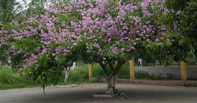 Tả cây bằng lăng tại sân trường