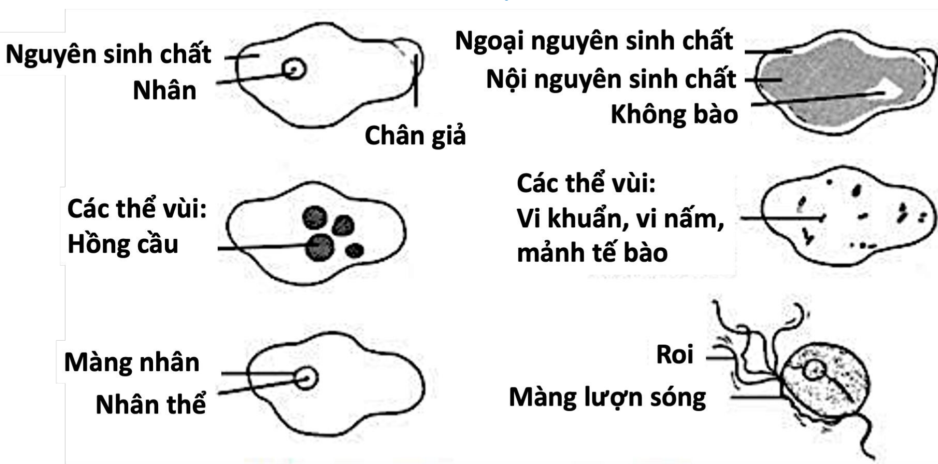 A diagram of a cell AI-generated content may be incorrect.