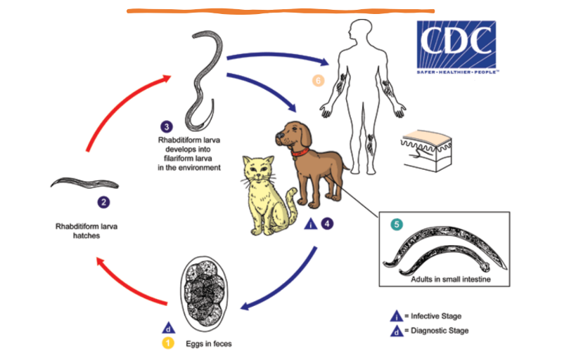 A diagram of a life cycle AI-generated content may be incorrect.