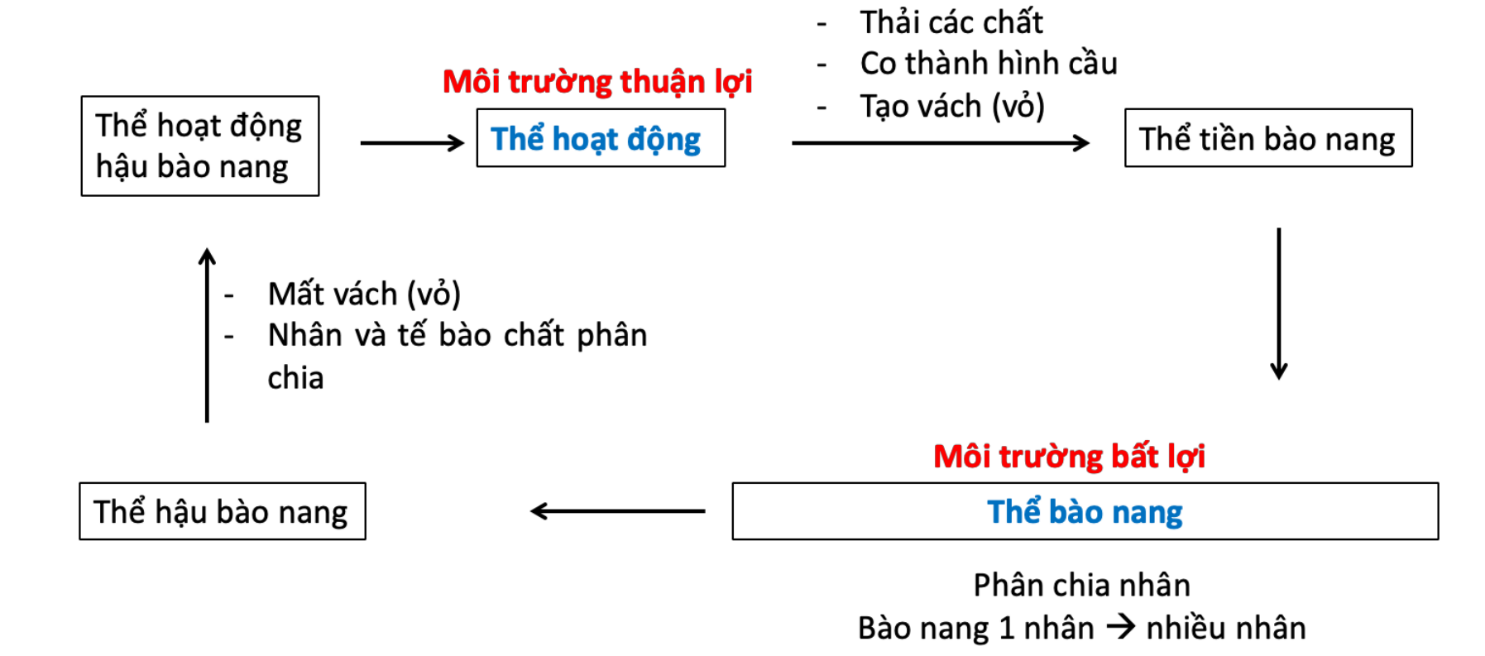 A diagram of a diagram AI-generated content may be incorrect.