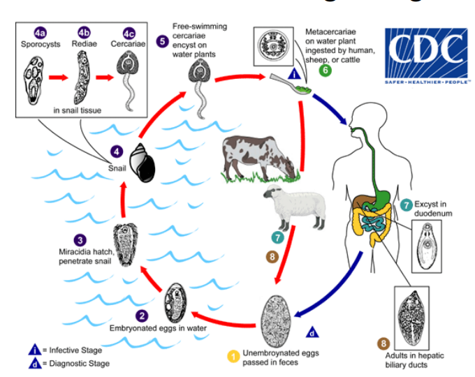 A diagram of a life cycle AI-generated content may be incorrect.