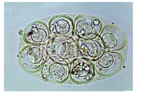 A microscopic view of a cell AI-generated content may be incorrect.