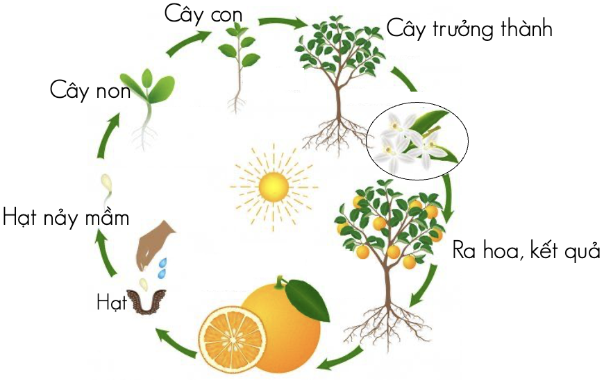 Khái quát về sinh trưởng và phát triển ở sinh vật - Olm