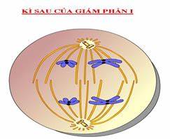 Lý thuyết Sinh10 - Loga.vn: Bài 19: Giảm Phân