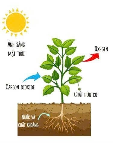 A diagram of a plant with roots and the sun AI-generated content may be incorrect.