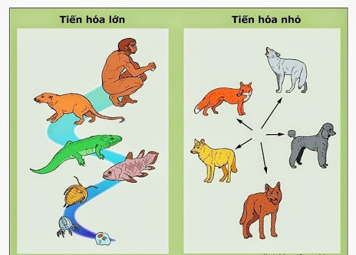 Phân biệt tiến hóa nhỏ và tiến hóa lớn
