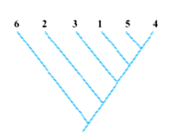 Dựa vào cây phát sinh chủng loại sau, hãy cho biết loài nào có mối quan hệ gần gũi nhất (ảnh 1)