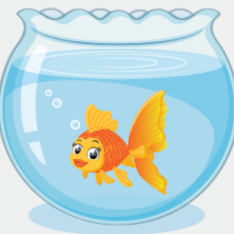 https://bestflashcard.com/images/vocabulary/english/sgk-tieng-anh-3-global-success-unit-16/goldfish.PNG