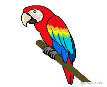 Red Parrot Clip Art Free PNG Image｜Illustoon