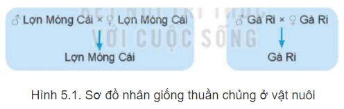 Công nghệ 11 Kết nối tri thức bài 5