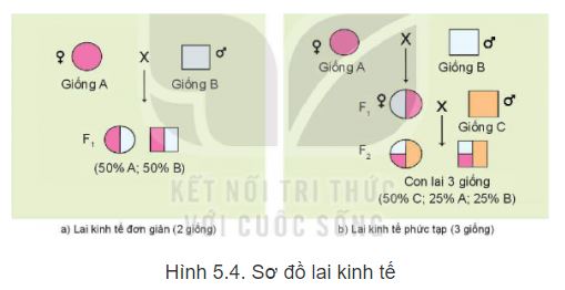 Công nghệ 11 Kết nối tri thức bài 5