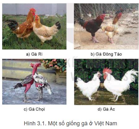 Công nghệ 11 Kết nối tri thức bài 3