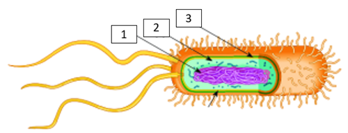 Điền chú thích vào tế bào vi khuẩn sau: