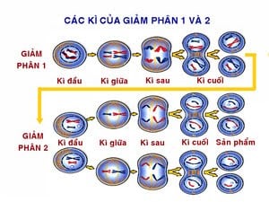 Nguyên phân là gì? Giảm phân là gì? So sánh nguyên phân và giảm phân?