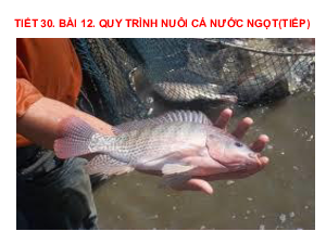 Bài giảng điện tử môn Công nghệ 7 Bài 12: Quy trình nuôi cá nước ngọt trong ao (Tiết 30) | Cánh diều