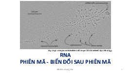 RNA phiên mã - biến đổi sau phiên mã  môn sinh học phân tử | Trường Đại học Nguyễn Tất Thành