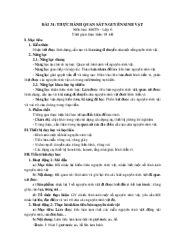 Giáo án Khoa học tự nhiên 6 sách Kết nối tri thức với cuộc sống Bài 31