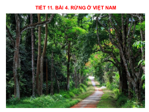 Bài giảng điện tử môn Công nghệ 7 Bài 4: Giới thiệu chung về rừng (Tiết 11) | Cánh diều