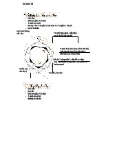 HỌ THỰC VẬT DƯỢC K21 - ĐẶC ĐIỂM CÁC LOẠI HOA SẮC ĐẸP