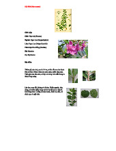 HỌ SIM (Myrtaceae) - Đặc điểm và ứng dụng trong y học