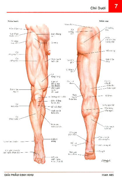 Chương 7: Chi dưới môn Giải phẫu | Trường Đại học Y Dược, Đại học Quốc gia Hà Nội