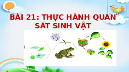 Giáo án điện tử Khoa học tự nhiên 6 bài 21 Chân trời sáng tạo : Thực hành quan sát sinh vật