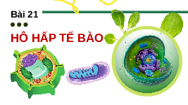 Giáo án điện tử Khoa học tự nhiên 7 bài 25 Chân trời sáng tạo : Hô hấp tế bào