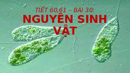 Giáo án điện tử Khoa học tự nhiên 6 bài 27 Chân trời sáng tạo : Nguyên sinh vật