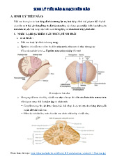 Giáo trình Sinh lý tiểu não & hạch nền não môn Sinh lý học | Trường Đại học Văn Lang