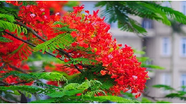 Giáo án điện tử Tiếng việt 1 Chân trời sáng tạo: Ôn tập