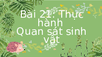 Giáo án điện tử Khoa học tự nhiên 6 bài 21 Chân trời sáng tạo : Thực hành quan sát sinh vật