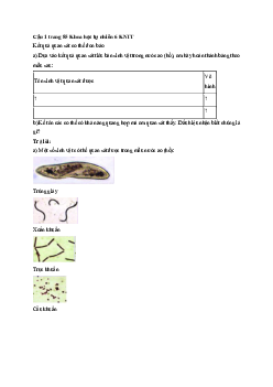 Giải Khoa học tự nhiên lớp 6 Bài 24: Thực hành Quan sát và mô tả cơ thể đơn bào | Kết nối tri thức