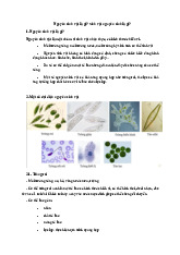 Nguyên sinh vật là gì? Sinh vật nguyên sinh là gì?