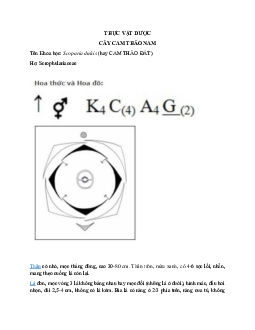 Thực vật dược - Cây cam thảo đất | Trường Đại học Kỹ thuật Y - Dược Đà Nẵng
