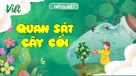 Giáo án điện tử  Tiếng Việt 4 KNTT -  Kết Nối Tri Thức:  Viết - Quan sát cây cối.