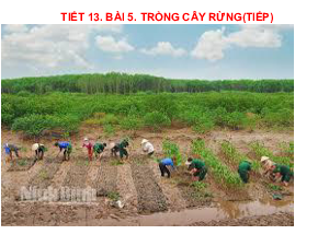 Bài giảng điện tử môn Công nghệ 7 Bài 5: Trồng cây rừng (Tiết 13) | Cánh diều
