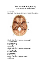 Bài 8: Xương đầu mặt | Môn Giải phẫu 1 - Đại học Cần Thơ