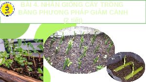 Giáo án điện tử Công nghệ 7 Bài 4 Chân trời sáng tạo: Nhân giống cây trồng bằng phương pháp giâm cành