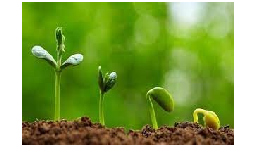 Giáo án điện tử Khoa học tự nhiên 7 bài 34 Chân trời sáng tạo : Sinh trưởng và phát triển ở sinh vật