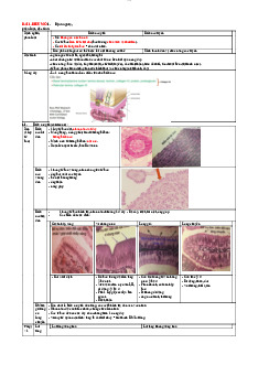 Ôn Tập Mô: Biểu Mô, Mô Xương, Mô Cơ | Đại học Y khoa Phạm Ngọc Thạch