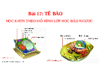 Giáo án điện tử Khoa học tự nhiên 6 bài 17 Chân trời sáng tạo : Tế Bào