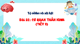 Giáo án điện tử TN&XH 3 Bài 22 Kết nối tri thức: Cơ quan thần kinh