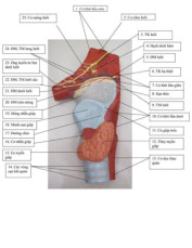 Hình ảnh mô hình giải phẫu hầu (3D) có chú thích chi tiết môn Giải phẫu | Trường Đại Học Y Dược Thái Bình