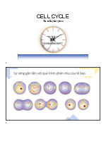 Tóm tắt chu trình tế bào môn Sinh học tế bào | Trường Đại học Bách Khoa Hà Nội