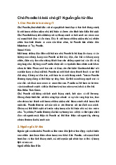 Chó Poodle là loài chó gì? Nguồn gốc từ đâu