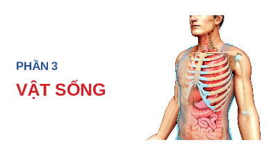 Giáo án điện tử Khoa học tự nhiên 8 Bài 27 Cánh diều: Khái quát về cơ thể người