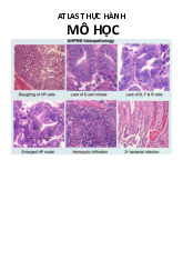 Atlas Thực Hành Môn Mô phôi | Đại học Hòa Bình